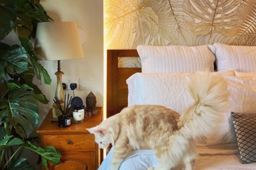Ways to Create a Comfortable Home: Interior Design Tips